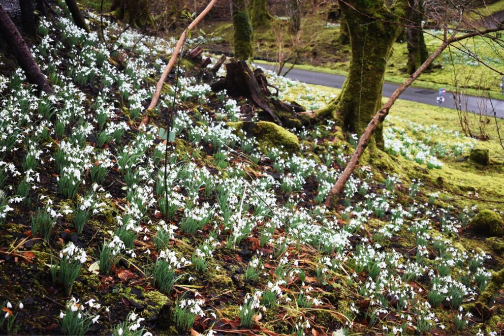 dunvegan castle and gardens