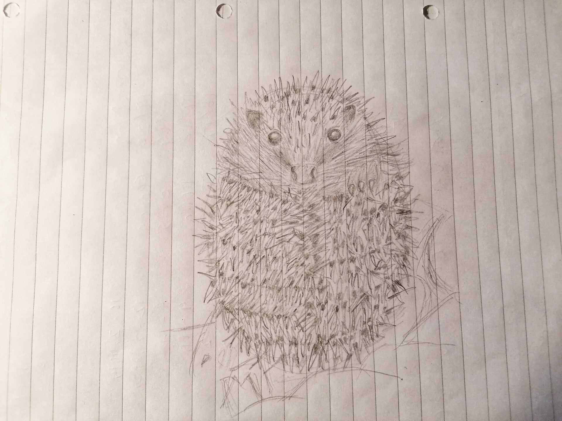 my hedgehog