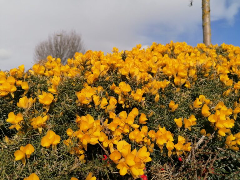 gorse