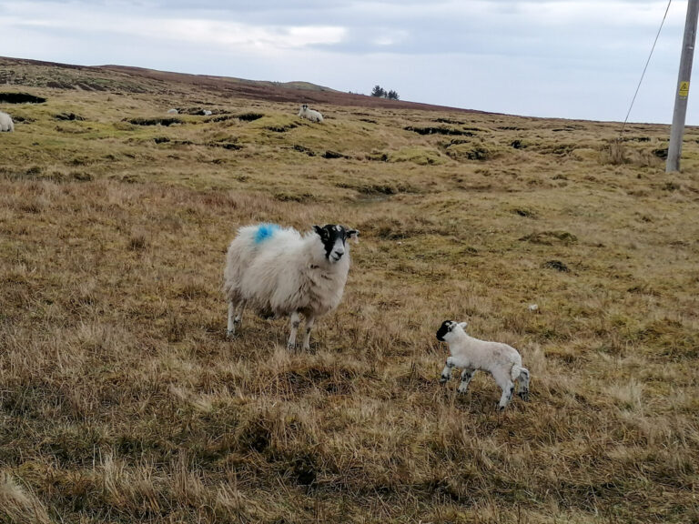 ewe and lamb