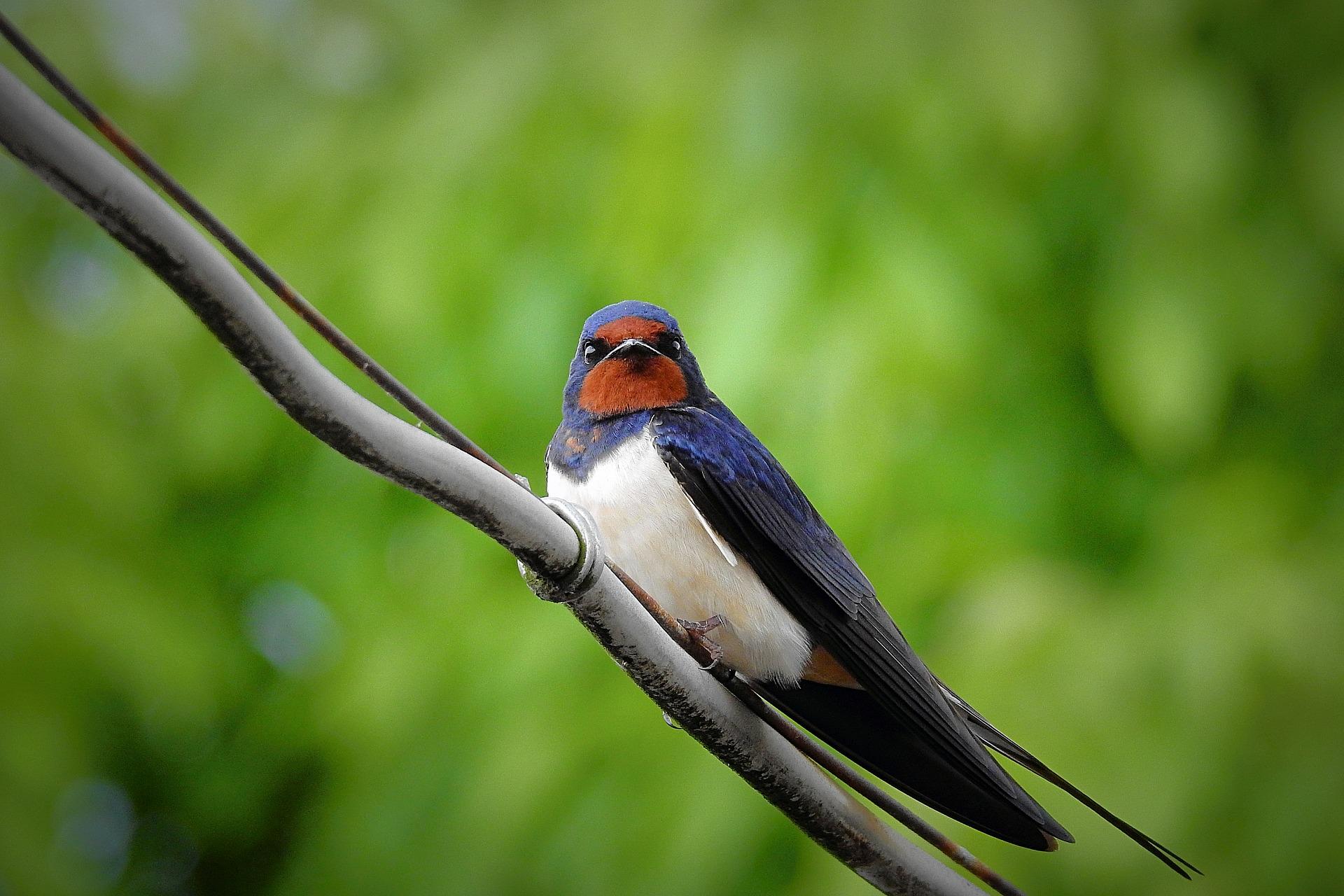 swallow