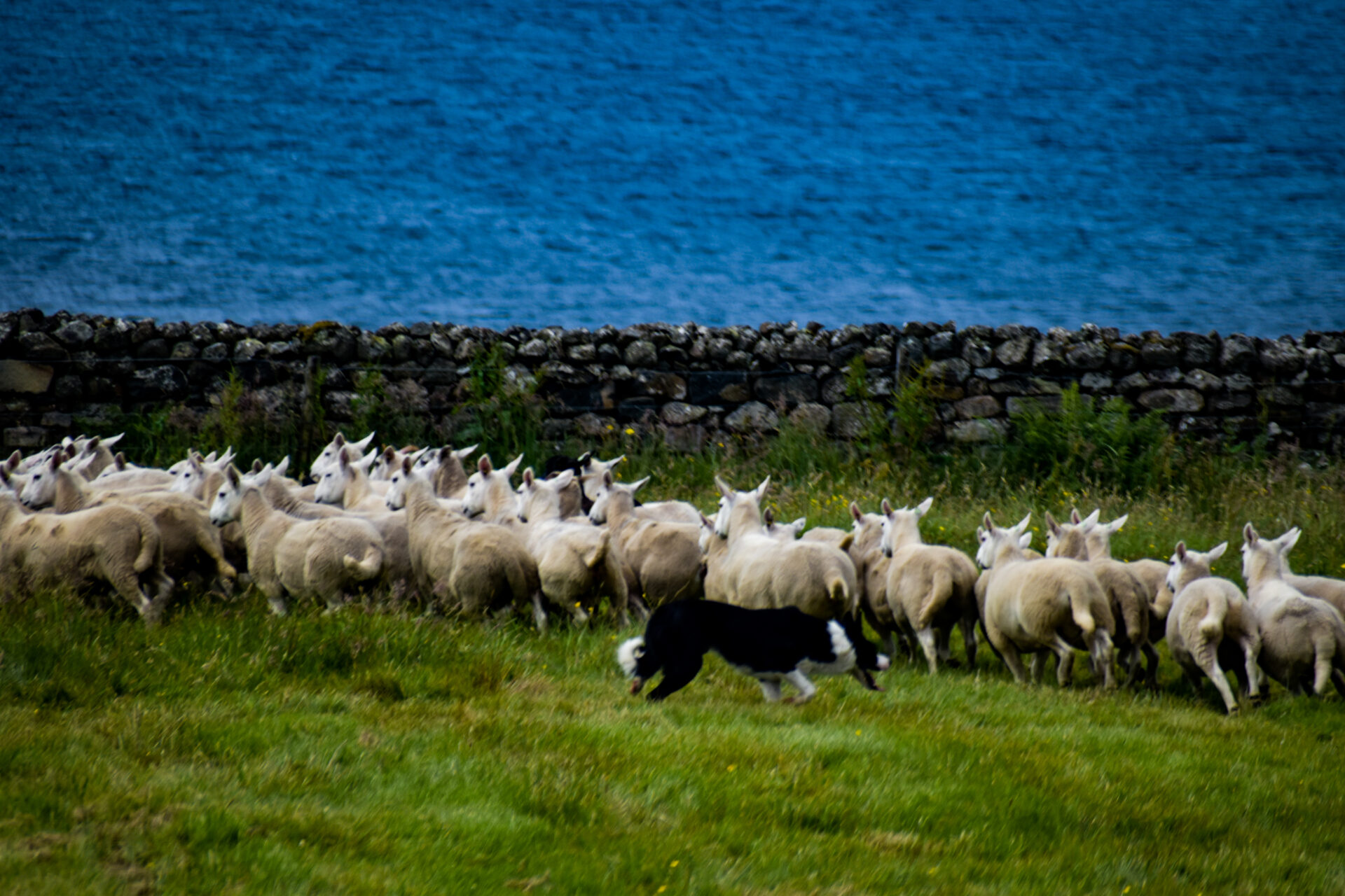 sheepdog trials on Skye